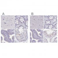 Anti-CFAP74 antibody produced in rabbit 