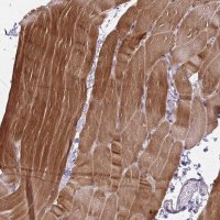Anti-CFL2 antibody produced in rabbit HPA045599-100UL