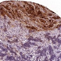 Anti-CGA antibody produced in rabbit 