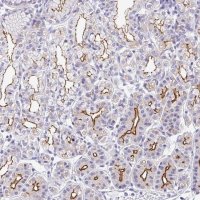 Anti-CGNL1 antibody produced in rabbit 