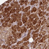 Anti-CHCHD2 antibody produced in rabbit 