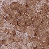 Anti-CHCHD3 antibody produced in rabbit 