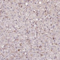 Anti-CHMP4B antibody produced in rabbit 
