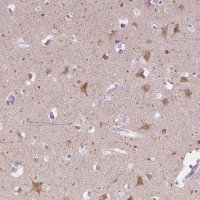 Anti-CHRM1 antibody produced in rabbit 