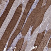 Anti-CHRNA1 antibody produced in rabbit 