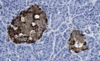 Anti-Chromogranin A Antibody, clone 5F23 ZooMAb Rabbit Monoclonal 