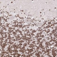 Anti-CHTOP antibody produced in rabbit 