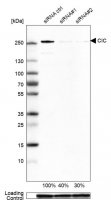 Anti-CIC antibody produced in rabbit 