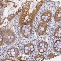 Anti-CKB antibody produced in rabbit 