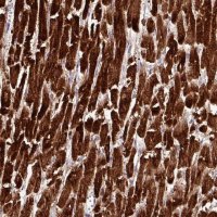 Anti-CKMT2 antibody produced in rabbit 