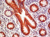 Anti-Claudin-1 (C-terminal) antibody produced in rabbit SAB4200534-200UL