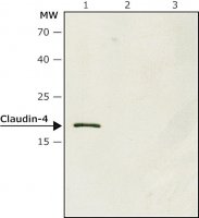 Anti-Claudin-4 antibody produced in rabbit SAB4200573-200UL