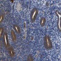 Anti-CLCC1 antibody produced in rabbit 