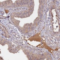 Anti-CLCF1 antibody produced in rabbit 