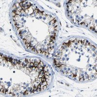 Anti-CLDN11 antibody produced in rabbit 