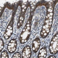 Anti-CLDN7 antibody produced in rabbit 