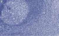 Anti-cleaved PARP-1 Antibody, clone 2G13 Antibody, ZooMAb Rabbit Monoclonal 