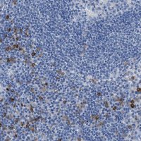 Anti-CLEC10A antibody produced in rabbit 