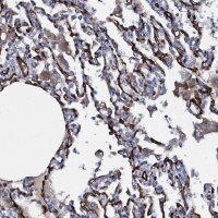 Anti-CLEC14A antibody produced in rabbit HPA039468-100UL
