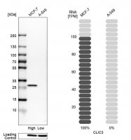 Anti-CLIC3 antibody produced in rabbit 