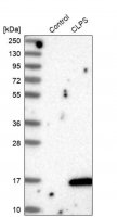 Anti-CLPS antibody produced in rabbit 