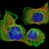 Anti-CLTB antibody produced in rabbit 