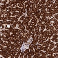 Anti-CLYBL antibody produced in rabbit 
