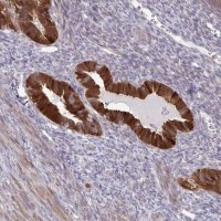 Anti-CMPK1 antibody produced in rabbit HPA053730-100UL