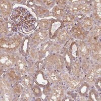 Anti-CNN3 antibody produced in rabbit 