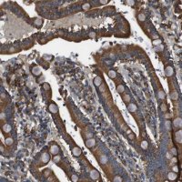 Anti-CNPY3 antibody produced in rabbit 