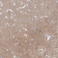 Anti-CNTNAP4 antibody produced in rabbit 