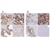 Anti-COBLL1 antibody produced in rabbit 