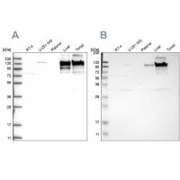 Anti-COL6A2 antibody produced in rabbit 