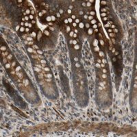 Anti-COMMD9 antibody produced in rabbit 