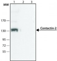Anti-Contactin-2 (N-terminal antibody produced in rabbit SAB4200299-200UL