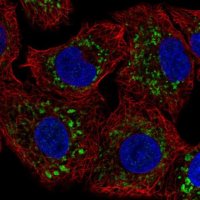 Anti-COQ8B antibody produced in rabbit HPA028303-100UL