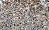 Anti-Cortactin Antibody, clone 1F15 ZooMAb Rabbit Monoclonal 