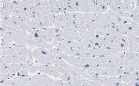 Anti-COX IV Antibody, clone 1L23 ZooMAb Rabbit Monoclonal 