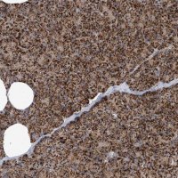 Anti-COX10 antibody produced in rabbit 