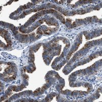 Anti-COX19 antibody produced in rabbit 