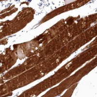 Anti-COX20 antibody produced in rabbit 