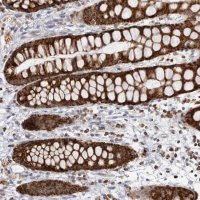 Anti-COX5A antibody produced in rabbit HPA027526-100UL