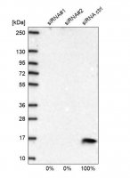 Anti-COX5B antibody produced in rabbit 