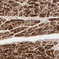 Anti-COX6B1 antibody produced in rabbit 