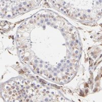 Anti-COX8C antibody produced in rabbit HPA003127-100UL