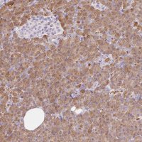 Anti-CPB1 antibody produced in rabbit 