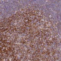 Anti-CR1 antibody produced in rabbit 
