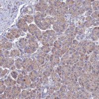 Anti-CRACR2B antibody produced in rabbit 