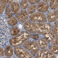 Anti-CREB3L2 antibody produced in rabbit 