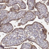 Anti-CRIM1 antibody produced in rabbit 